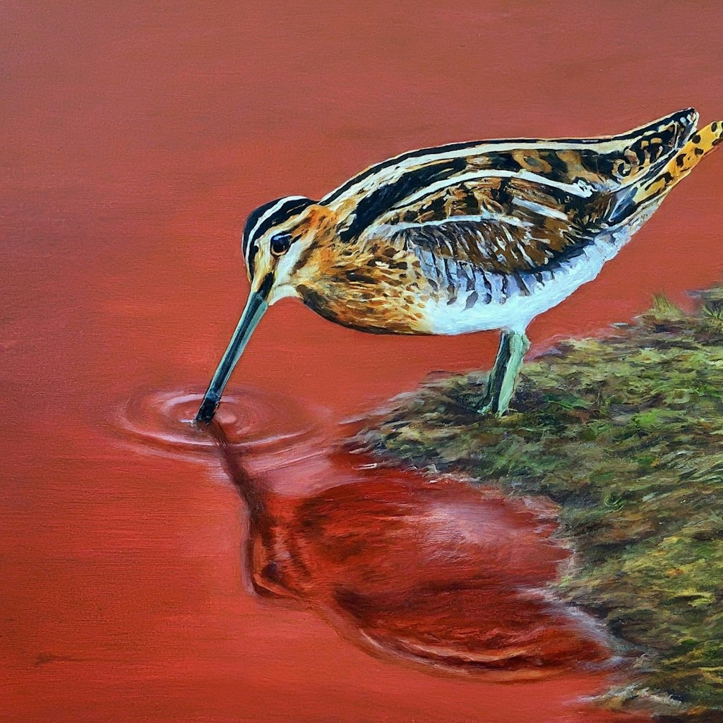 Snipe in red pond