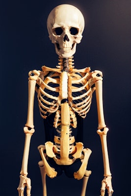 人体錬成１骸骨と女性の比較