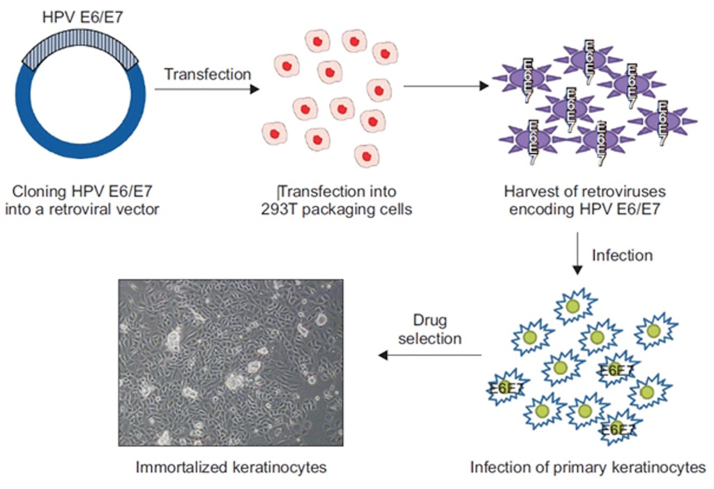 Cell Immortalization kit