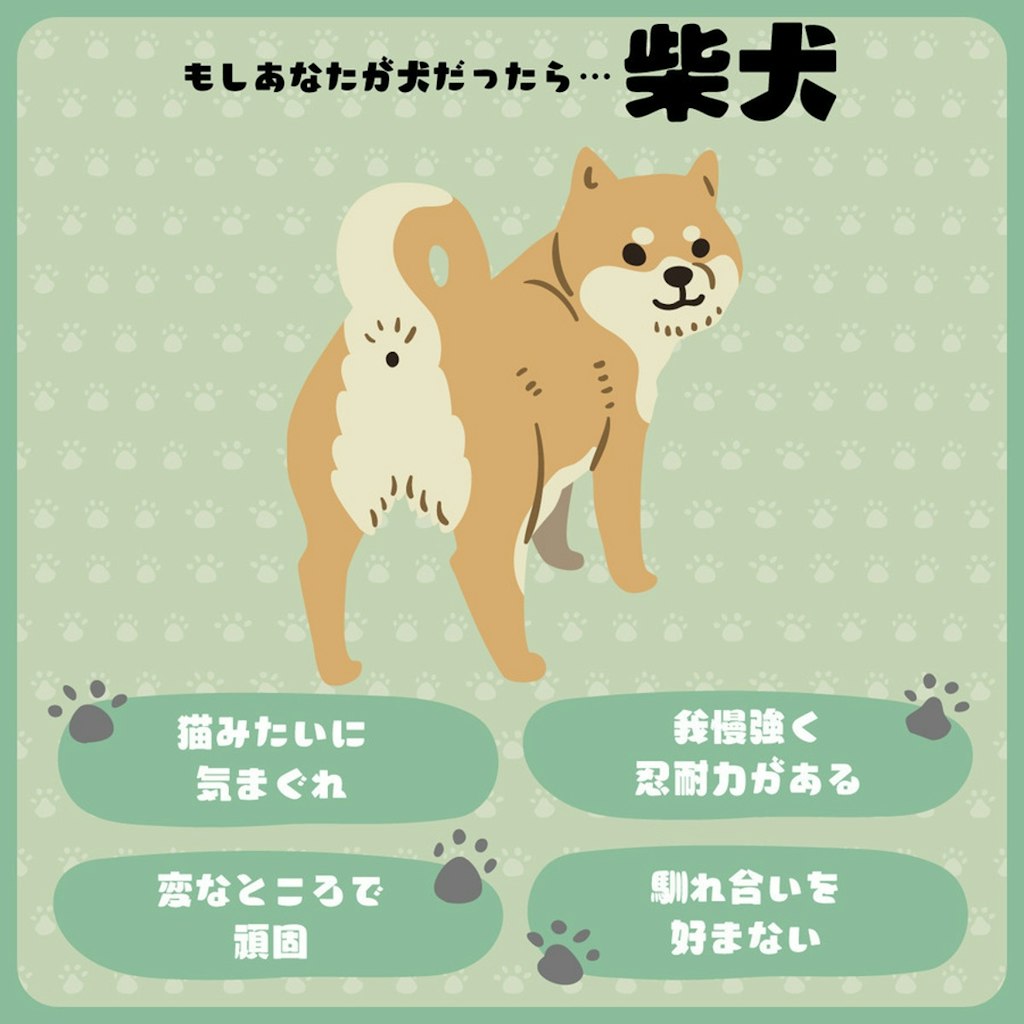 柴犬だったわ😉