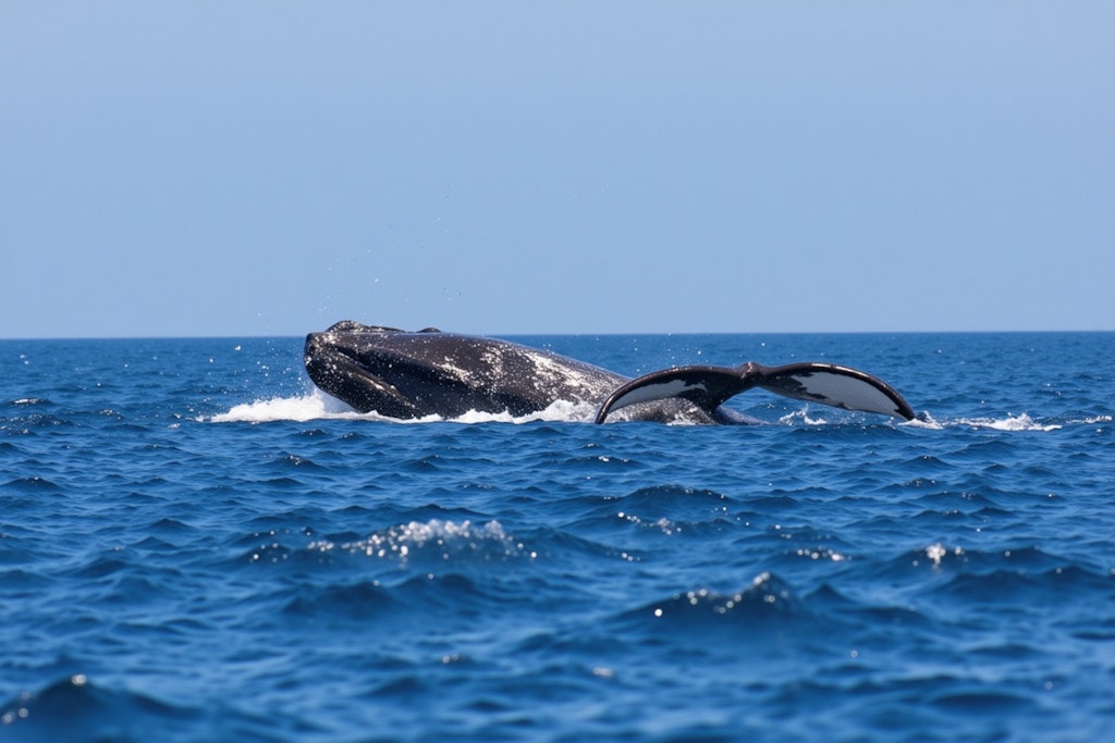 ザトウクジラ