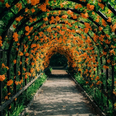 花が咲き乱れるトンネル