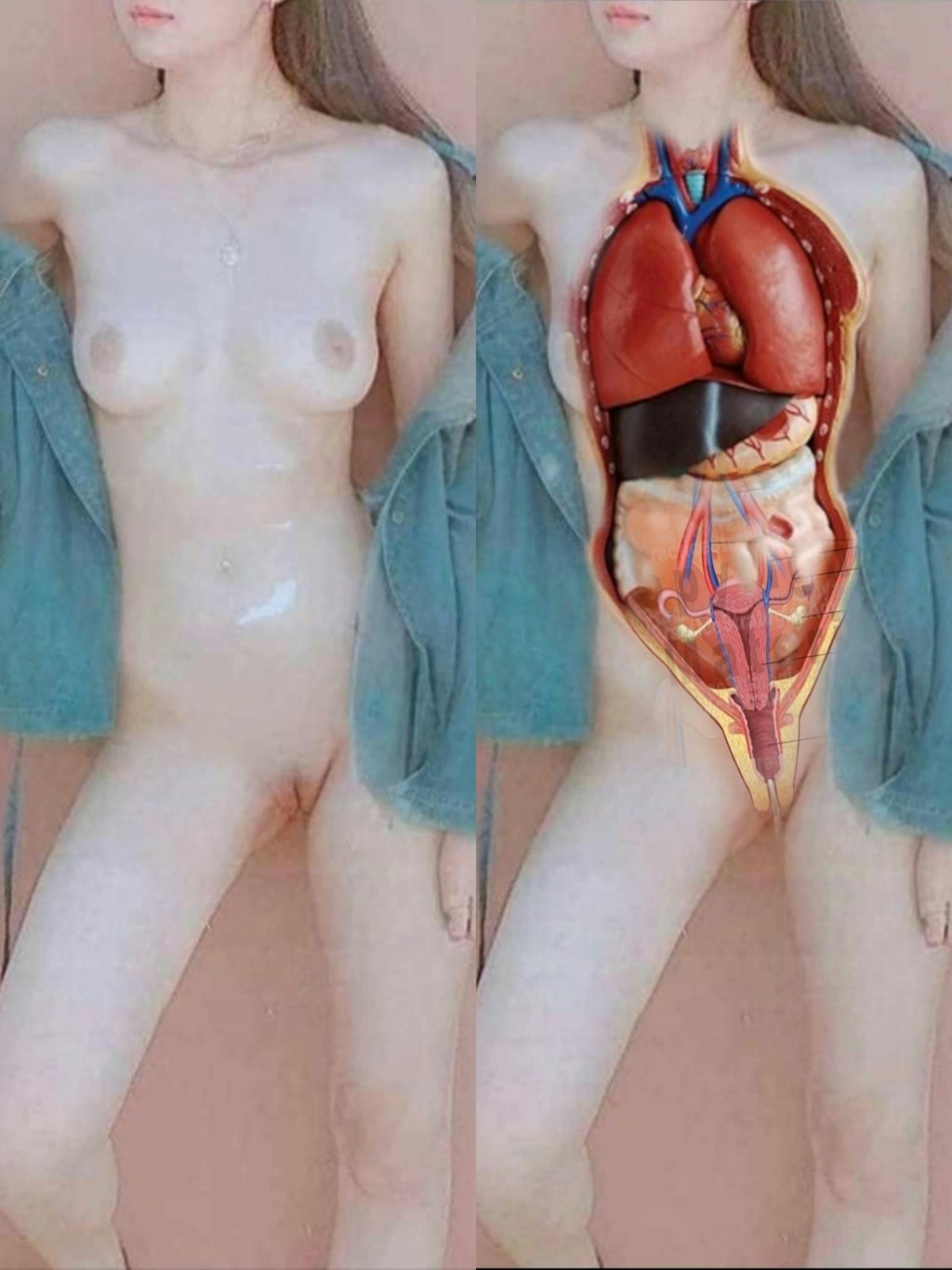 Female body anatomy (Donator: Quyn)