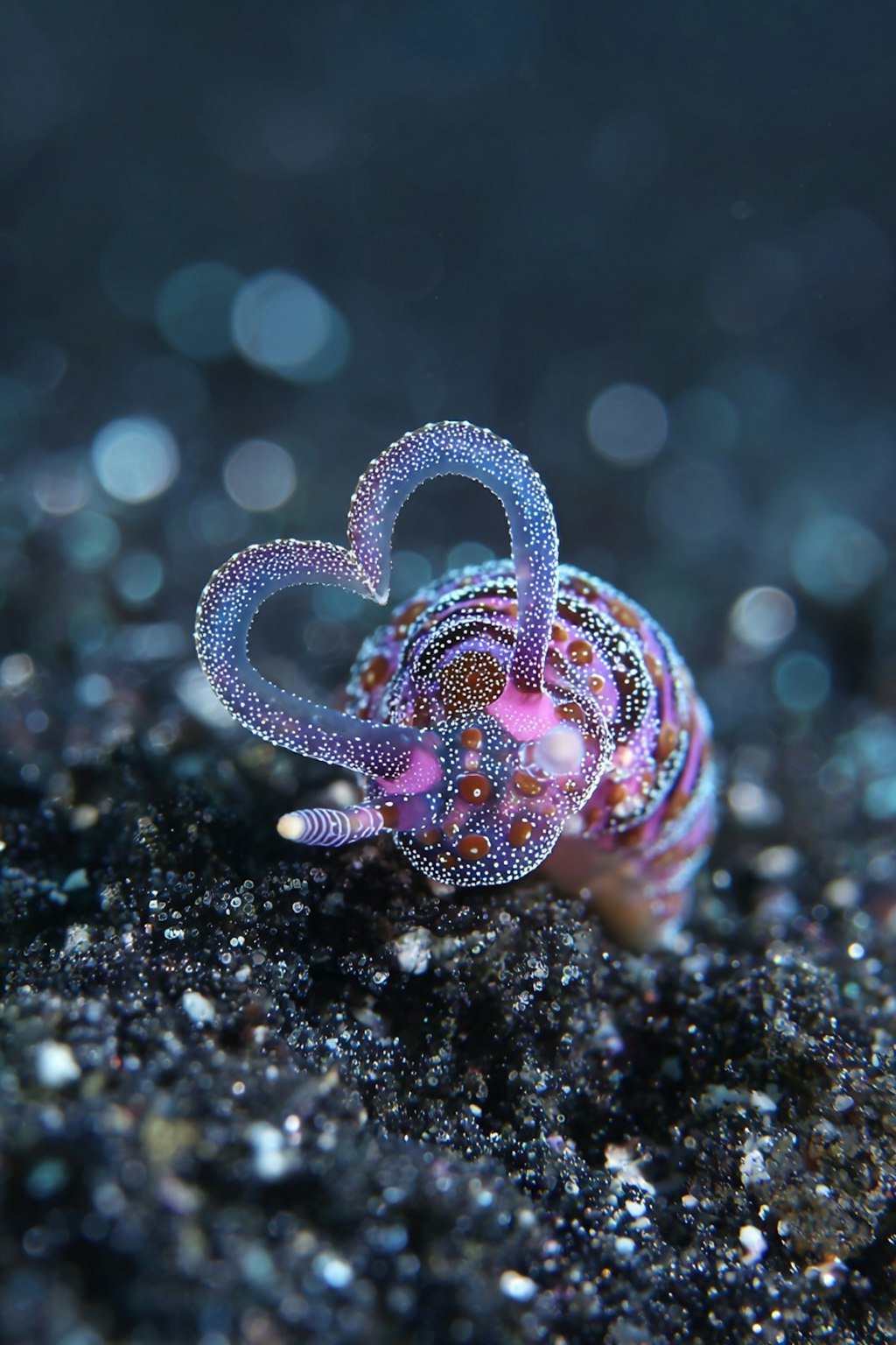 ハートウミウシ