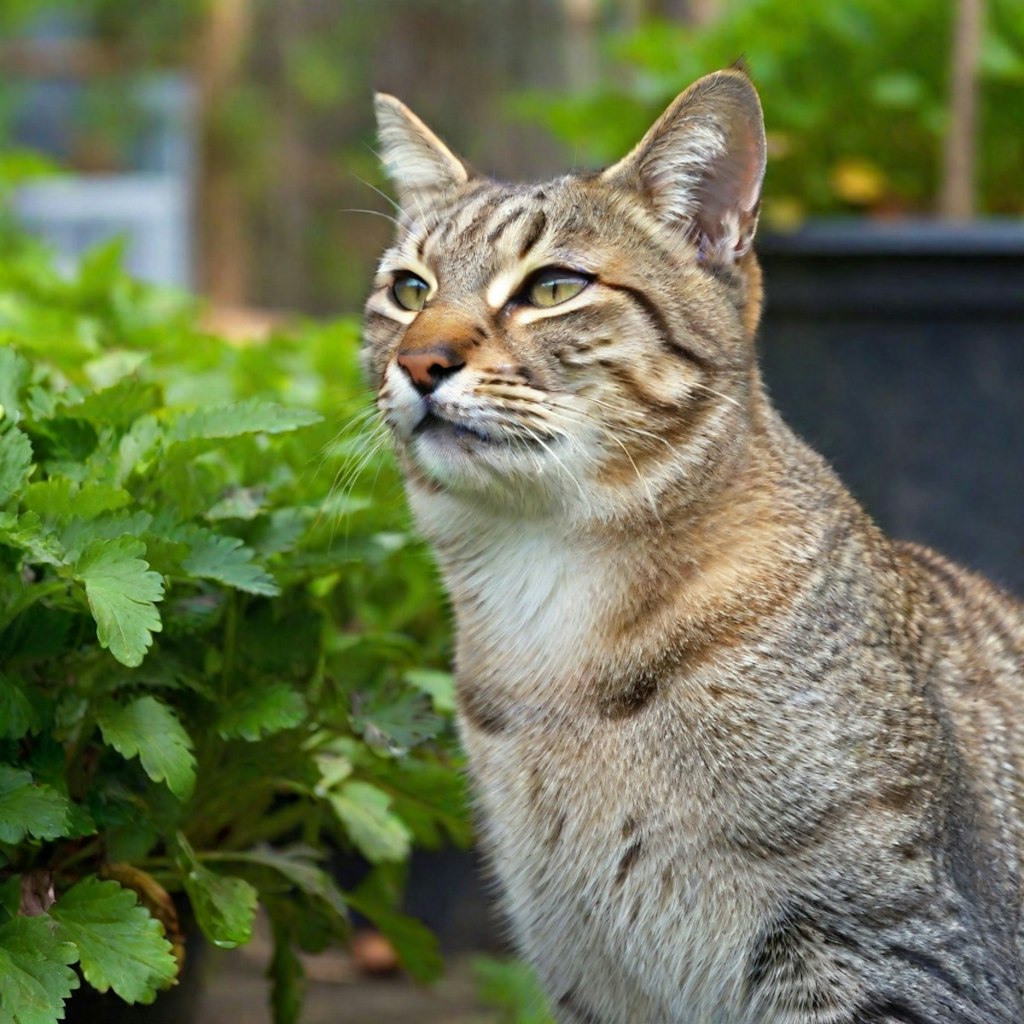 農家ねこさんの有機栽培とおすすめ料理