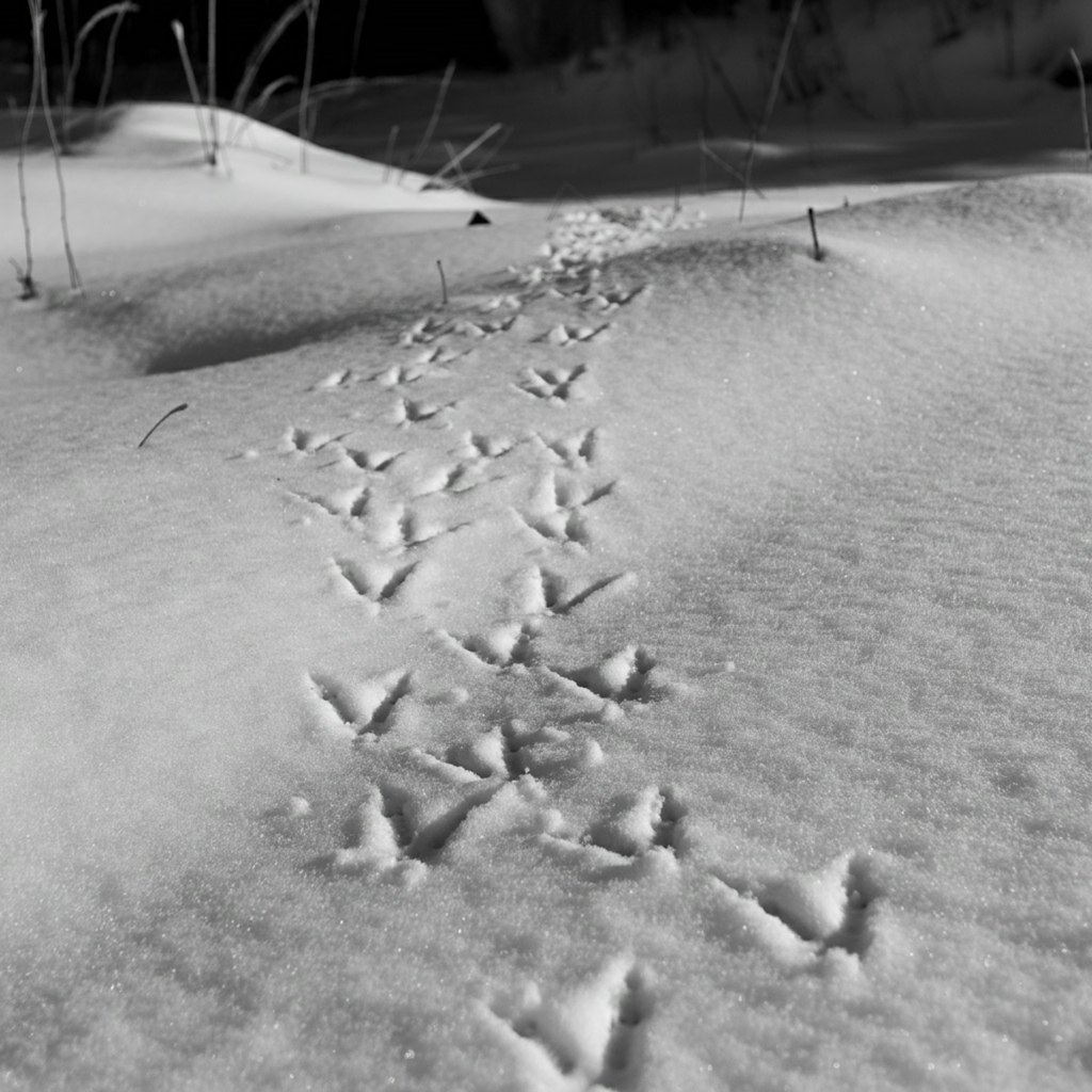 雪の中の鳥の足跡