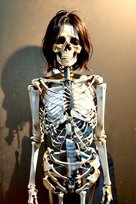 人体錬成6 男女の骨と裸の比較