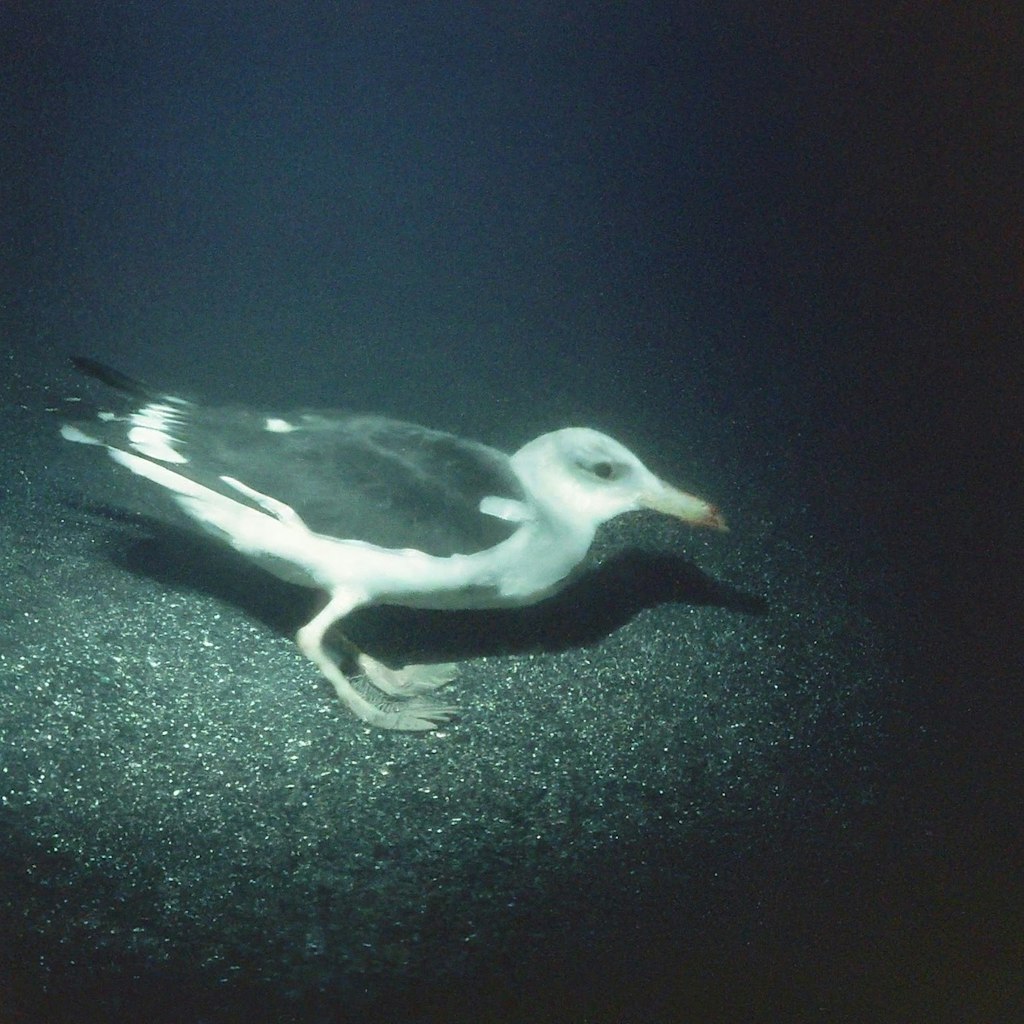 Bird on sea bed
