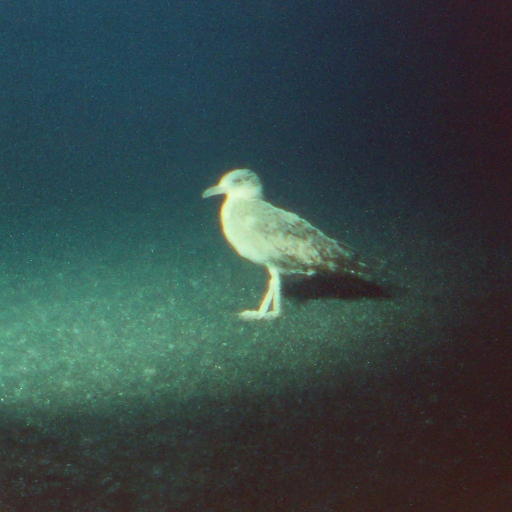 Bird on sea bed