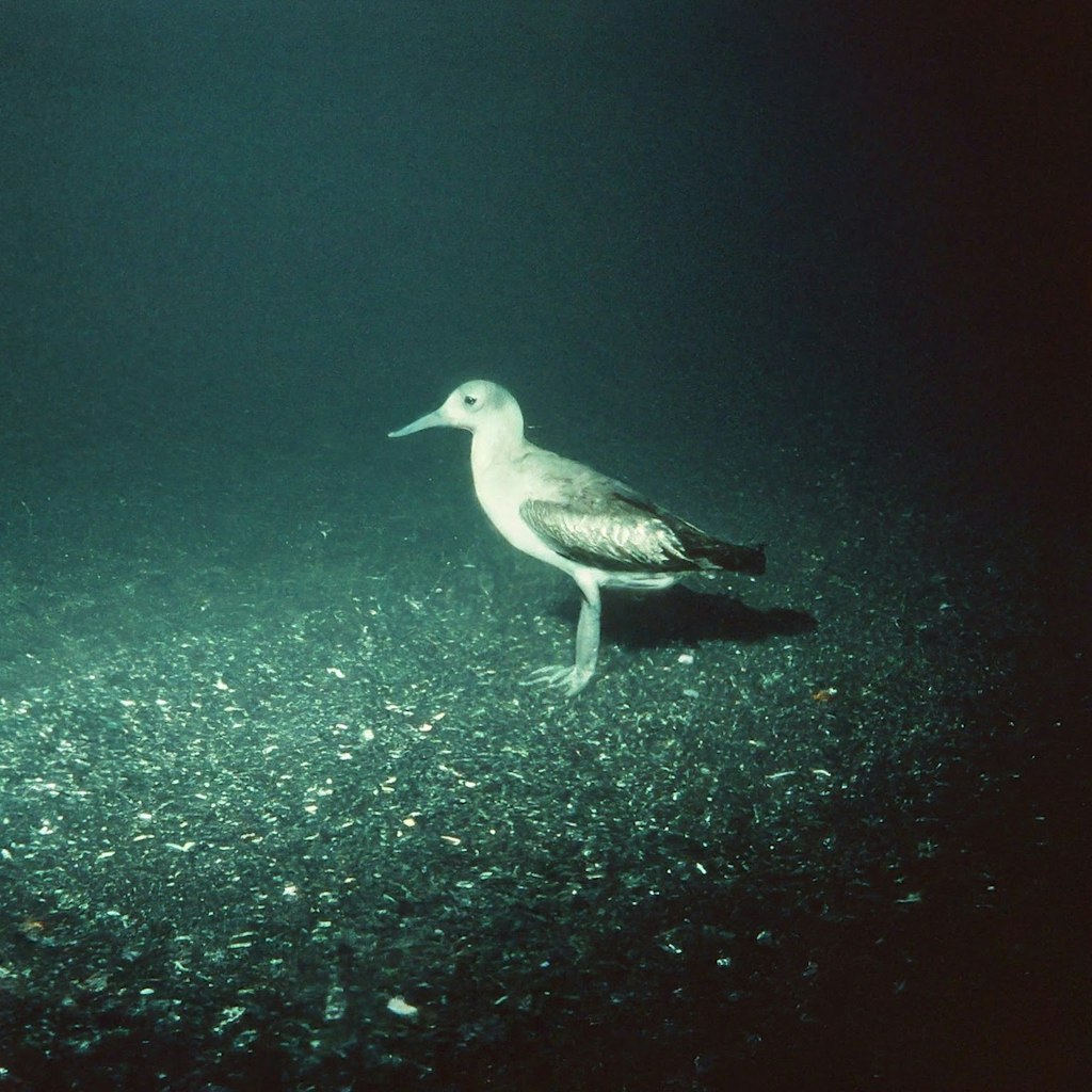 Bird on sea bed