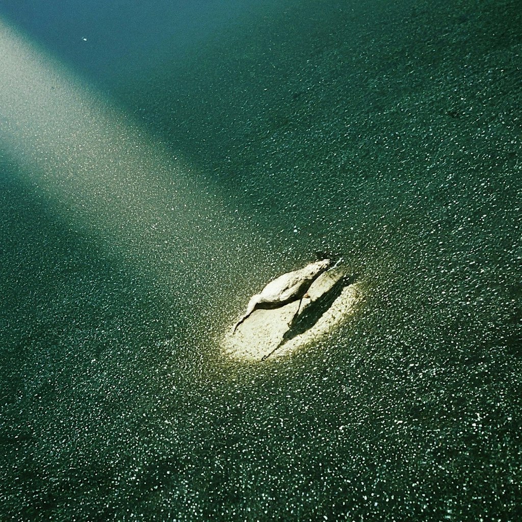 Bird on sea bed