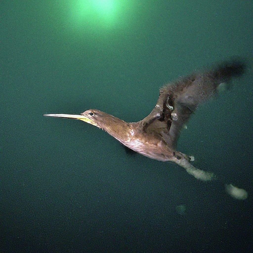 Bird on sea bed