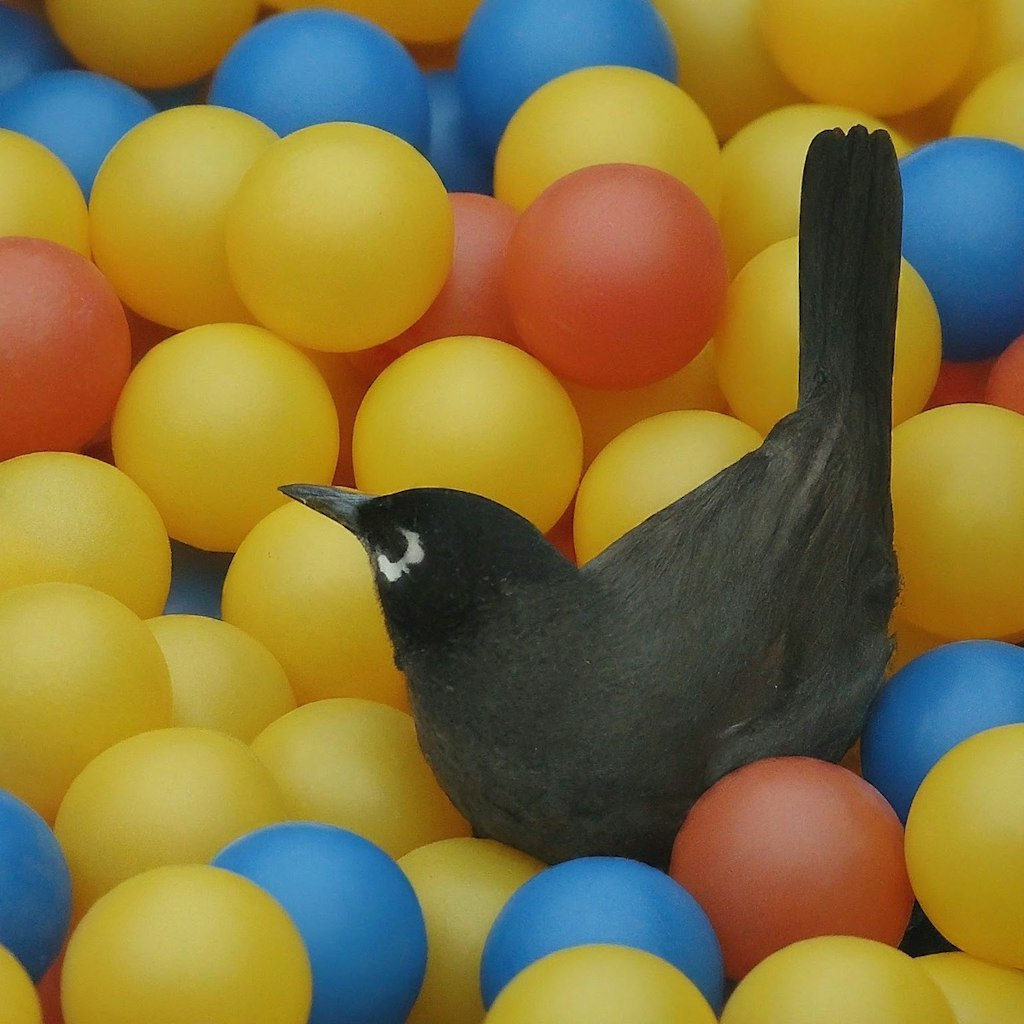 Bird in plastic balls