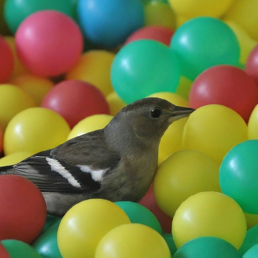 Bird in plastic balls
