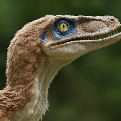 羽毛恐竜
