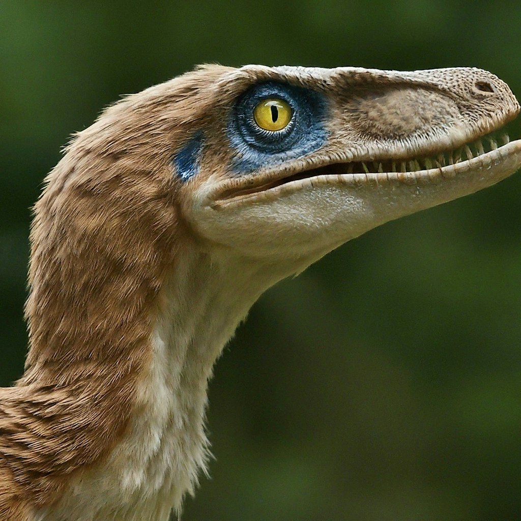 羽毛恐竜